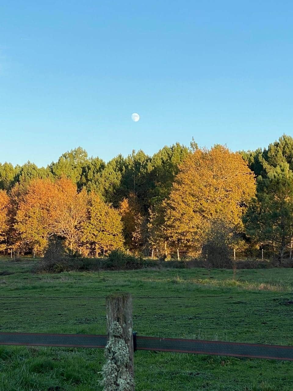 A rural landscape with a clear sky, a visible moon, and a field with trees in autumn colors.