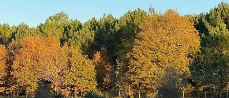 A rural landscape with a clear sky, a visible moon, and a field with trees in autumn colors.