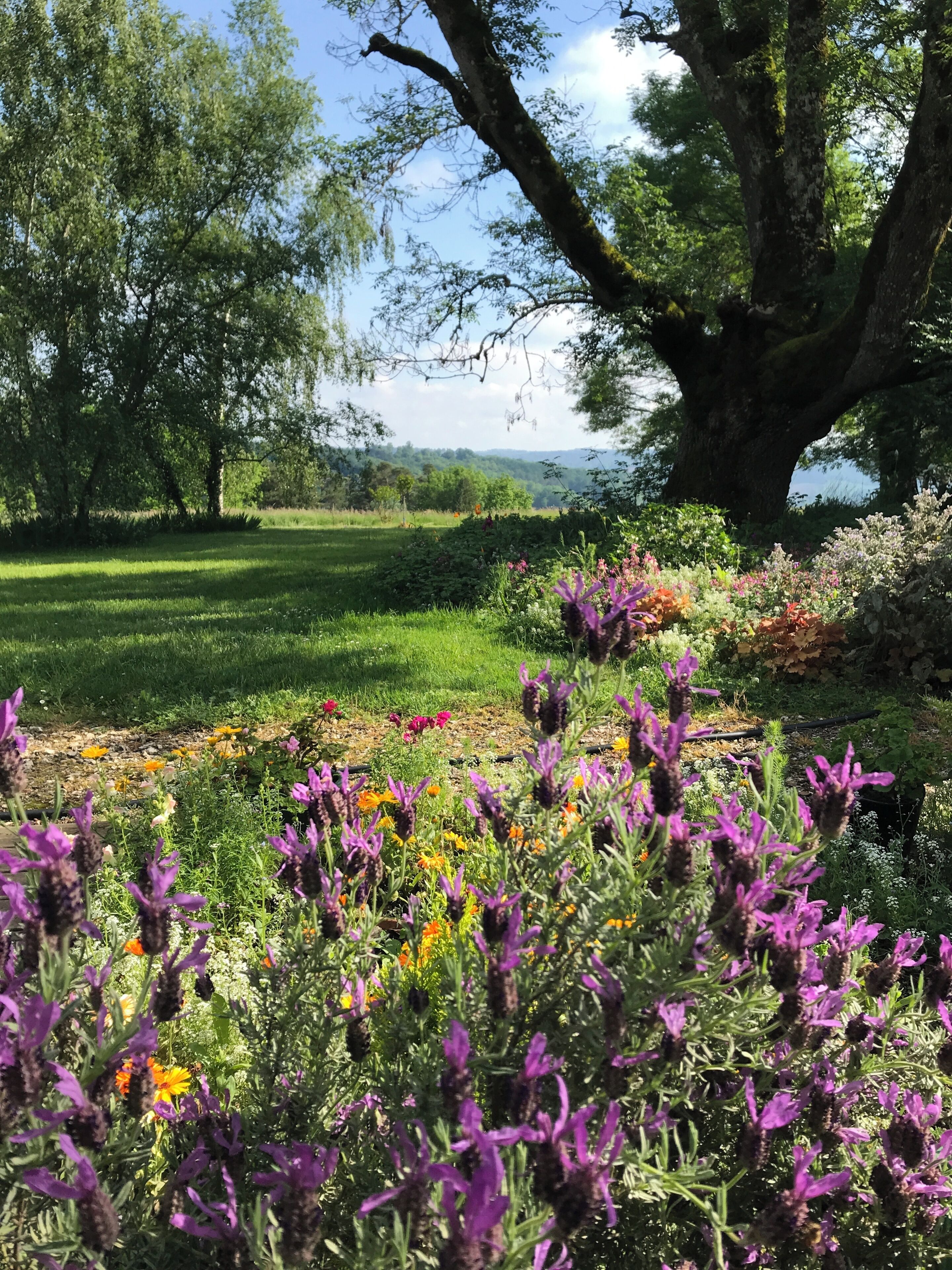 Un giardino con diverse piante da fiore e alberi.
