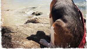 A dog sitting on a rocky beach with a clear view of the sea and distant buildings. - Superb house 85m² - Beaches 2km away - Enclosed garden (Billiers)