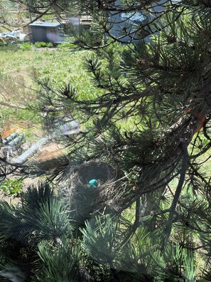 A bird's nest with eggs in a tree. - Cozy 1-bedroom cabin in soothing Island Park next to Hank the painted stallion (Island Park)