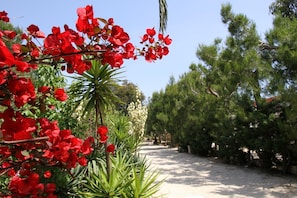 Un sendero bordeado por flores rojas y pinos.
