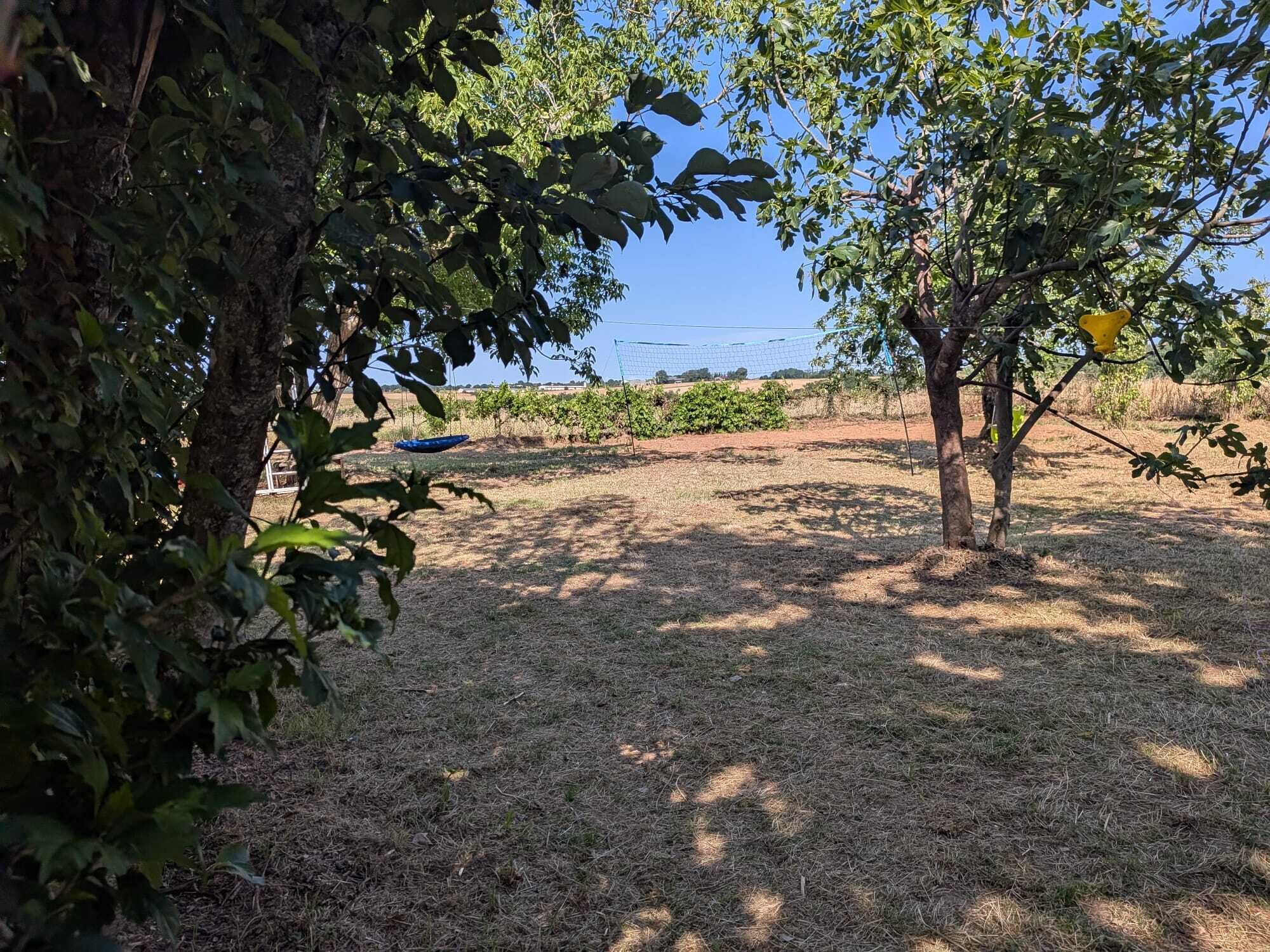 Ein Weinberg mit Reihen von Reben, ein Baum mit einem gelben Gegenstand und eine blaue Plane am Boden.