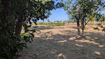 Ein Weinberg mit Reihen von Reben, ein Baum mit einem gelben Gegenstand und eine blaue Plane am Boden.
