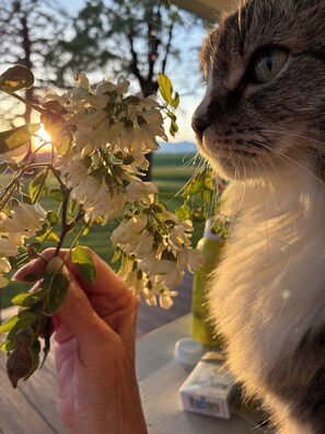 A cat with a person holding a branch of white flowers. - Awesome 4-bedroom bed & breakfast in charming Troy, Id. A 360• view, hot tub. (Troy)