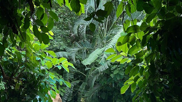 A swimming pool with a stone border, surrounded by lush greenery and trees. - Delightful 1-bedroom fully equipped cabin in Nuevo Colón welcomes your stay! (Nuevo Colón)