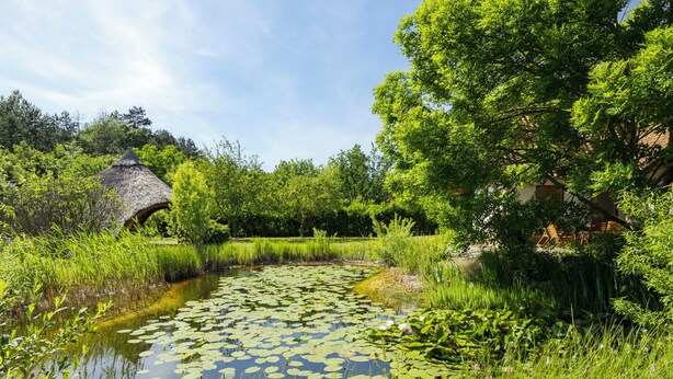 Ein friedlicher Teich mit Seerosen, umgeben von üppigem Grün und einem Gebäude mit einem Reetdach.