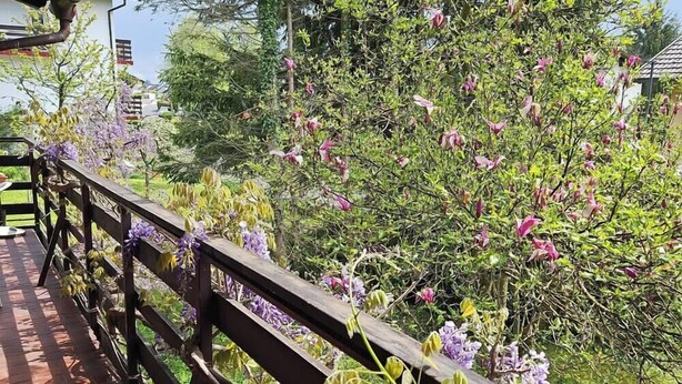 Um deck de madeira com guarda-corpo, rodeado por vegetação exuberante e árvores floridas.