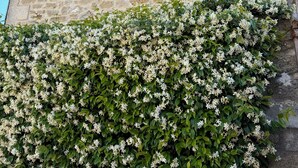 Un edificio in pietra con una finestra e persiane, circondato da rigogliose viti bianche in fiore.