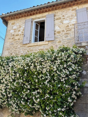 A stone building with a window and shutters, surrounded by dense white flowering vines.