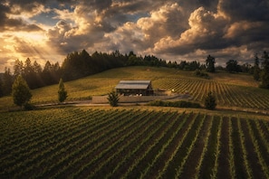 A vineyard with rows of grapevines and a building with a roof and walls.