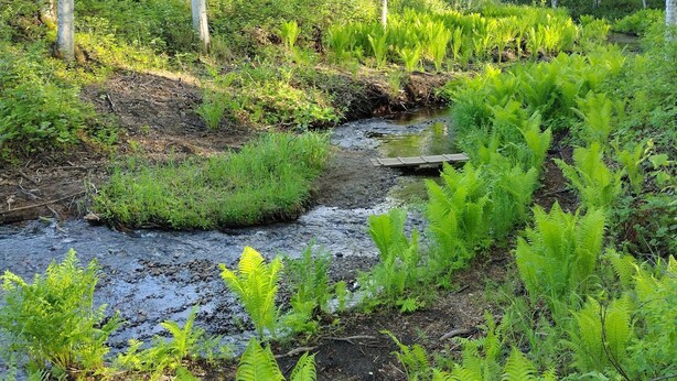 Un paisaje natural con un arroyo, abundante vegetación y abedules.