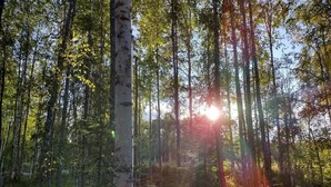 Un bosque con árboles altos y luz del sol filtrándose entre las ramas.