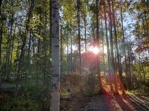 A forest with tall trees and sunlight filtering through. - RV Site #1 at Creekside Campground (Willow)