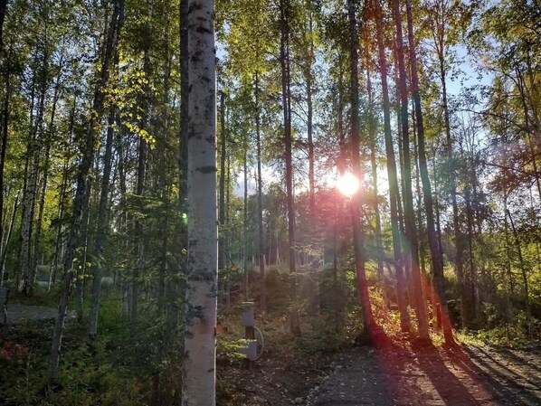 A forest with tall trees and sunlight filtering through.