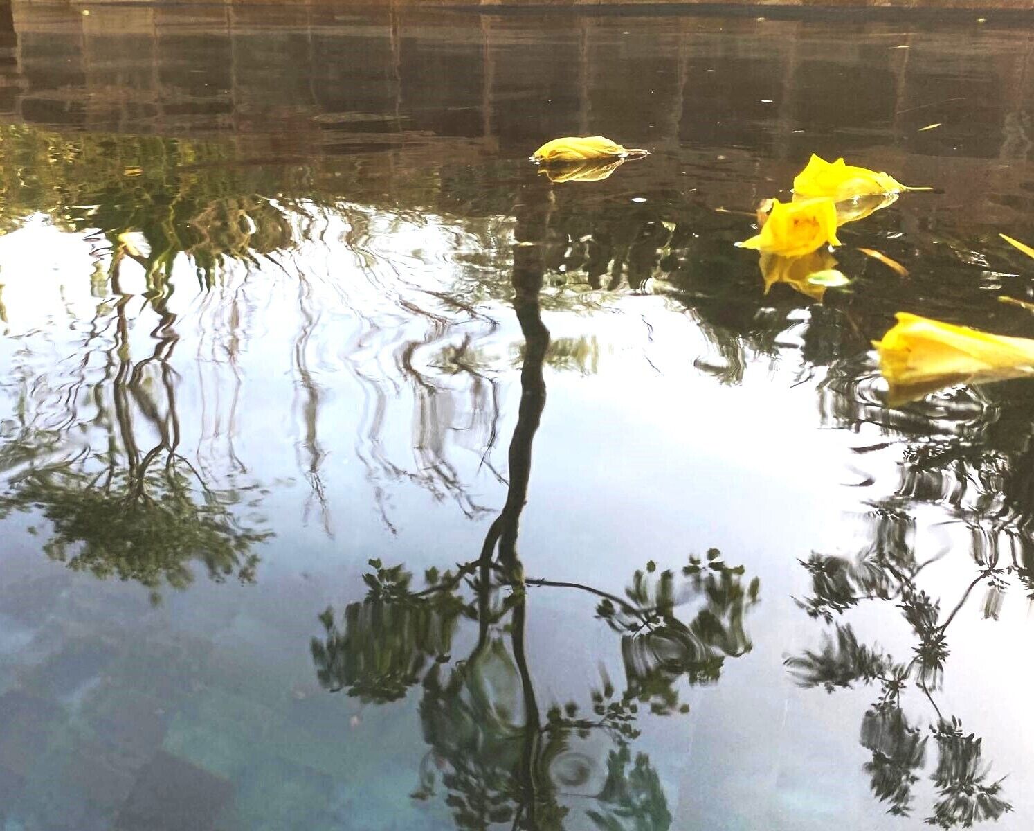 A calm water surface with reflections of yellow flowers and a tree branch.