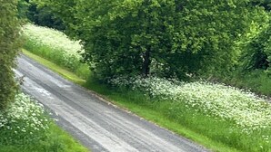 A rural road with grassy banks and trees. - Linden Leaf Gasthaus Inn Apartment Pet friendly Country walks, just off hwy 416 (Oxford Station)