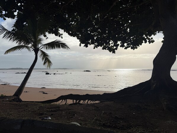 A beach with palm trees and a view of the ocean.