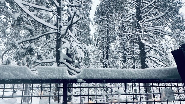 Un bain à remous entouré d’arbres couverts de neige.