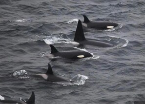 A group of orcas swimming in the ocean. - Wick Harbour Apartment  2 Bed  Nc500 (Wick)