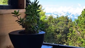 Une plante en pot, posée sur un rebord de fenêtre, d’où l’on peut admirer des arbres et un ciel dégagé.