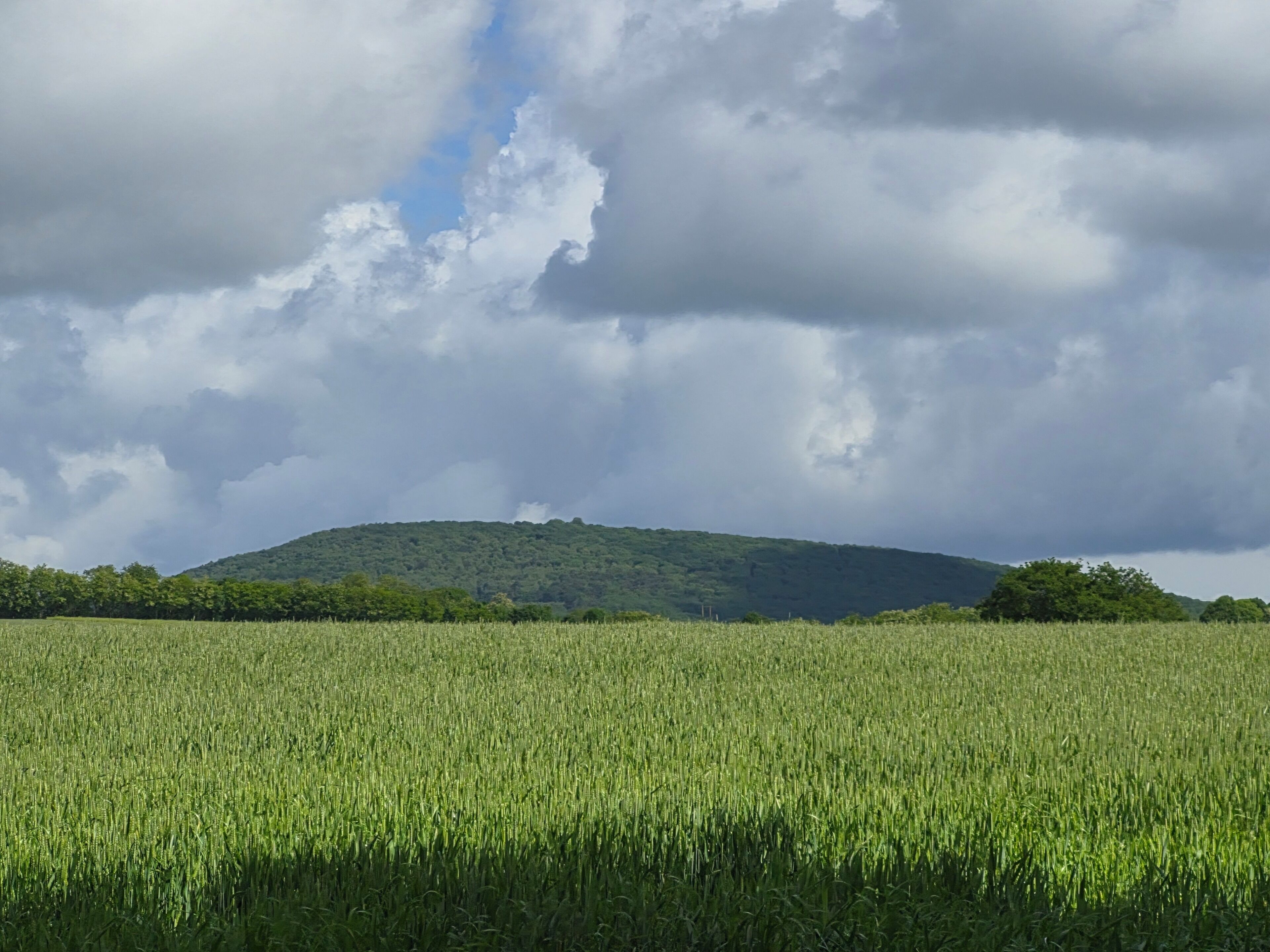 Un champ avec une colline en arrière-plan.