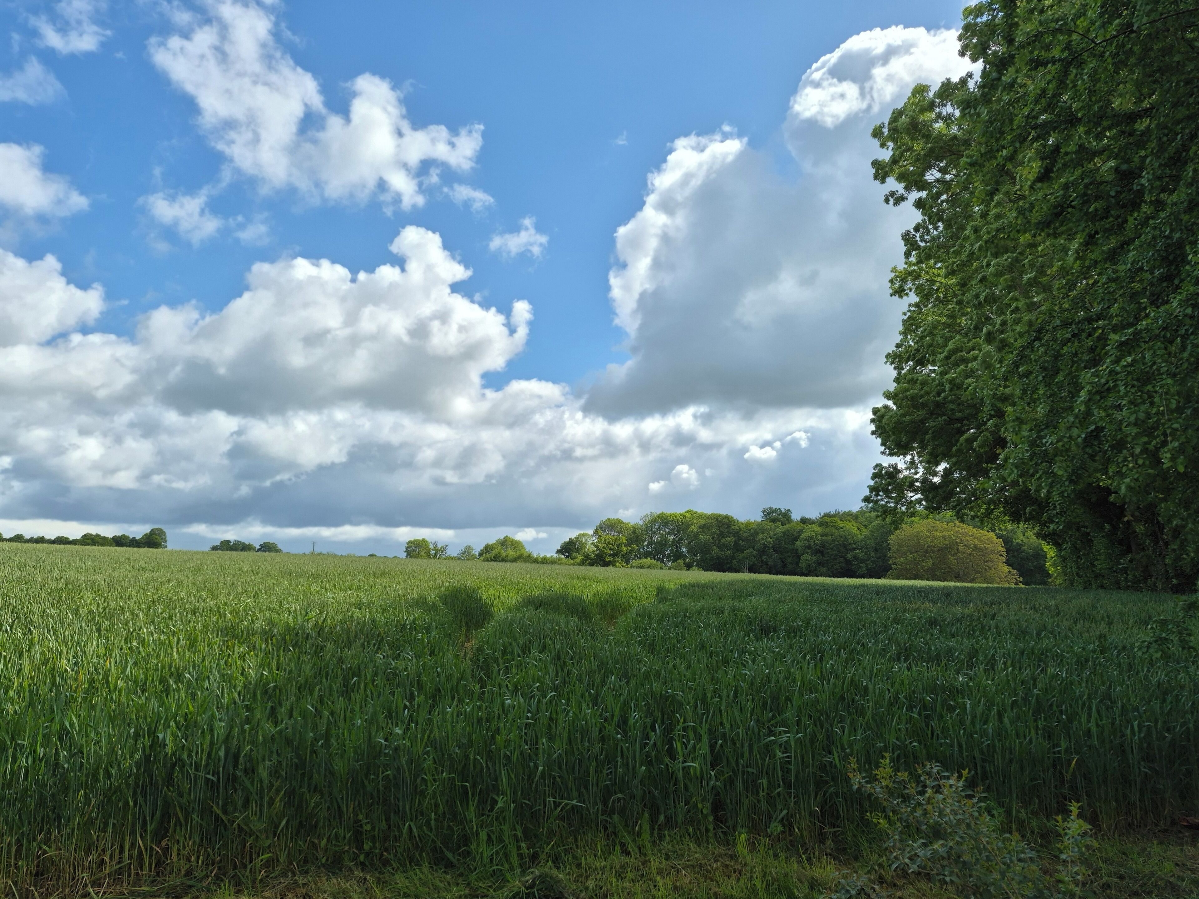 A field of crops under a partly cloudy sky.