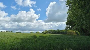 A field of crops under a partly cloudy sky.