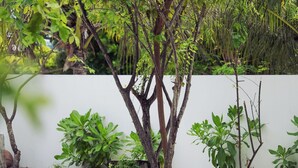 Un espace jardin agrémenté de divers arbres et plantes, un mur blanc et un sol sablonneux.