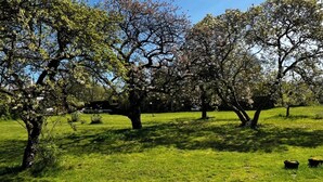 Un champ verdoyant, parsemé d’arbres, sous un ciel dégagé.