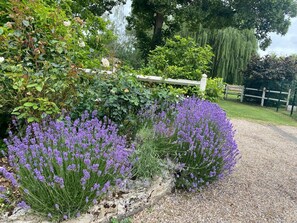 Un jardin agrémenté de plantes de lavande et d’un chemin de gravier.