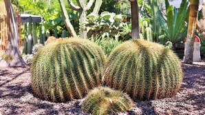 Un jardín de cactus con cactus grandes y un poste de madera.