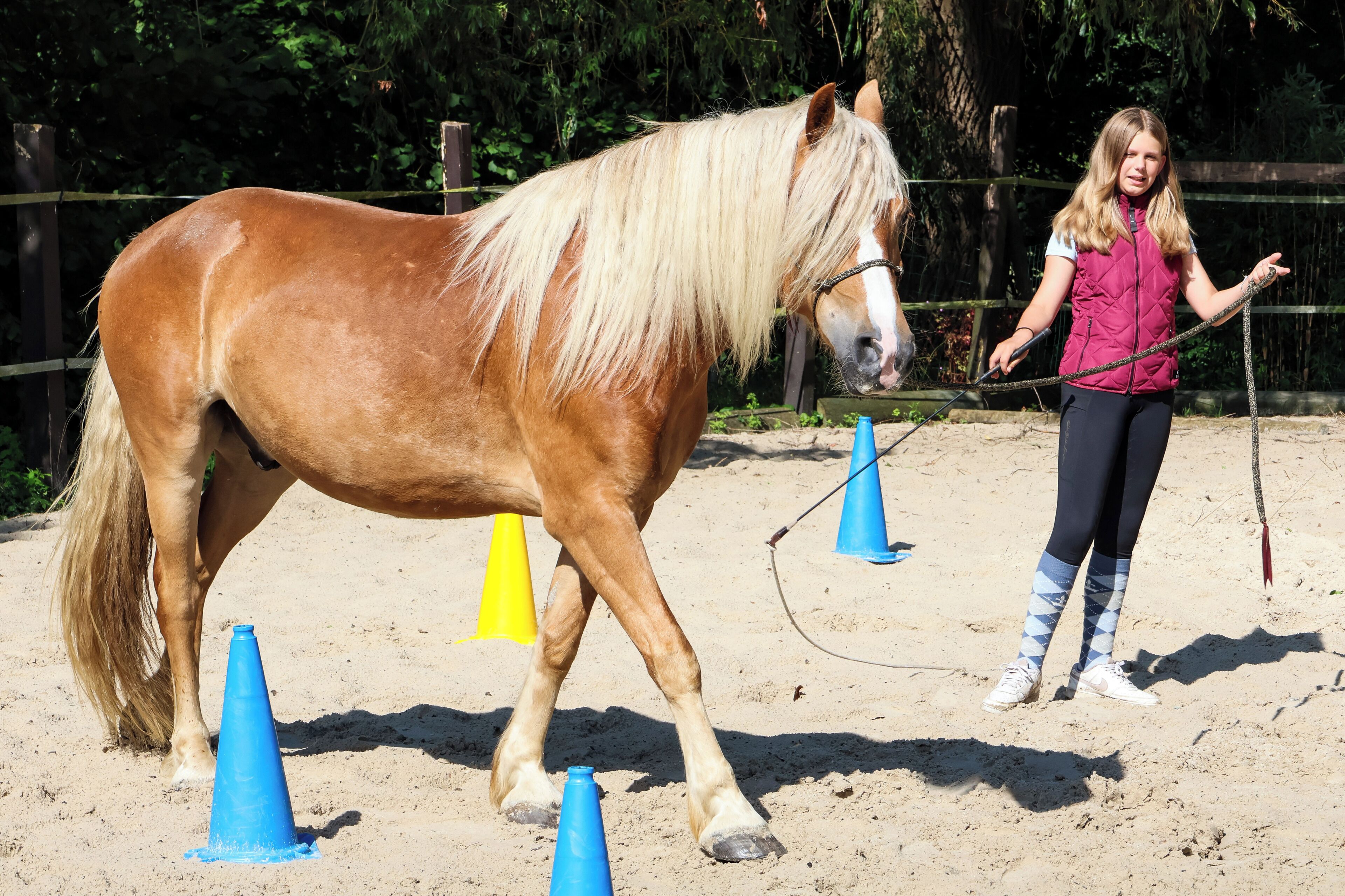 Een paard en handler in een openbare arena, met kegels, een hek en bomen op de achtergrond.