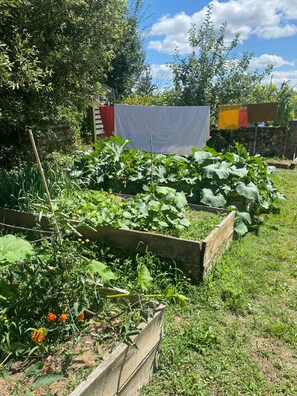 Un jardin avec des plates-bandes surélevées, une clôture en bois et un tissu blanc suspendu à l’arrière-plan.