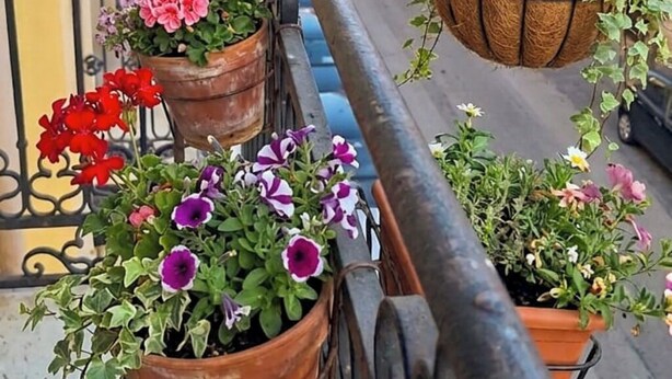 A balcony with hanging flower pots and a view of a street with buildings. - Suite Home Vincenzo Bellini (Caltanissetta)