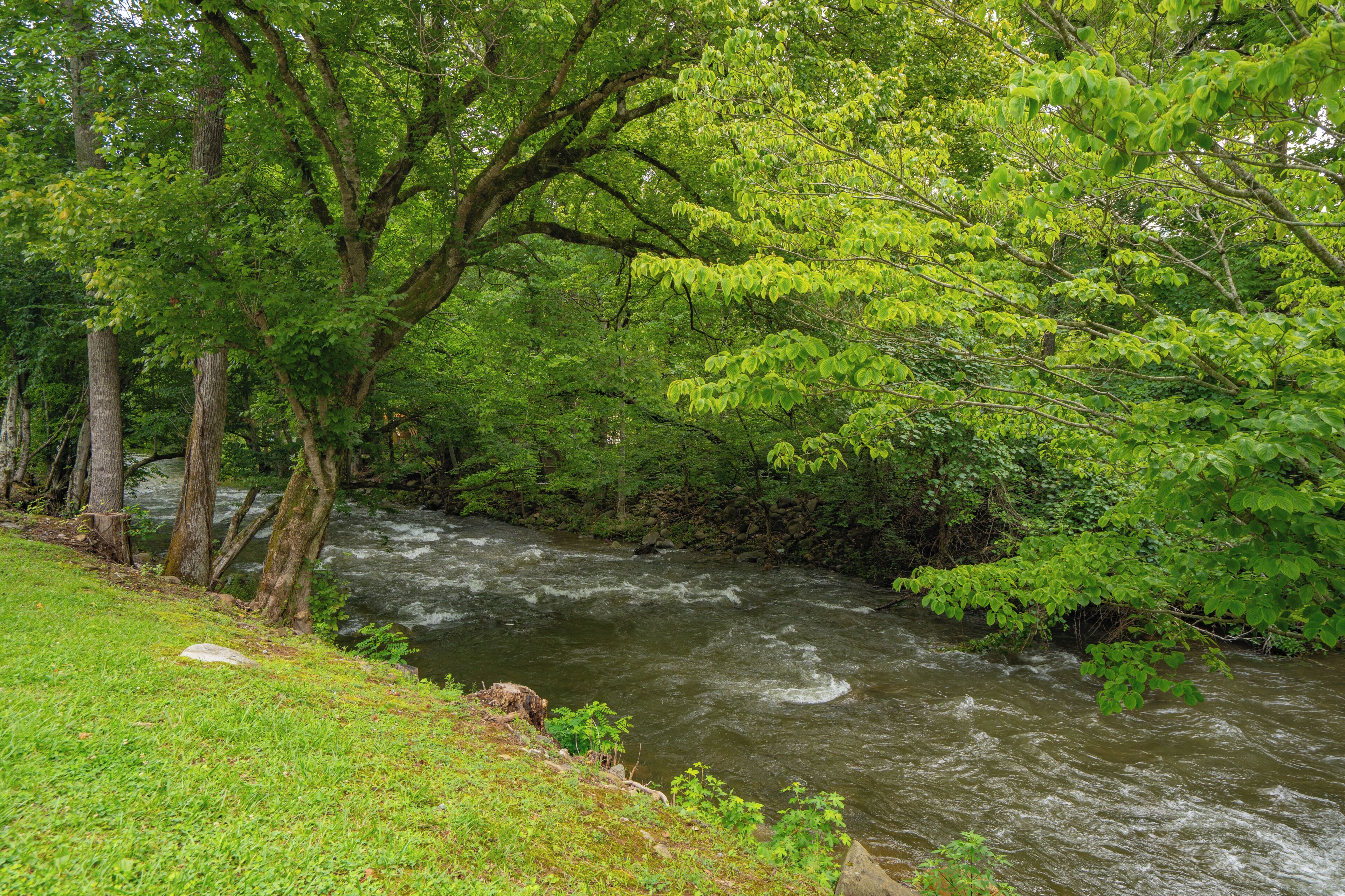 A river flowing through a forested area with trees and grass along the banks.