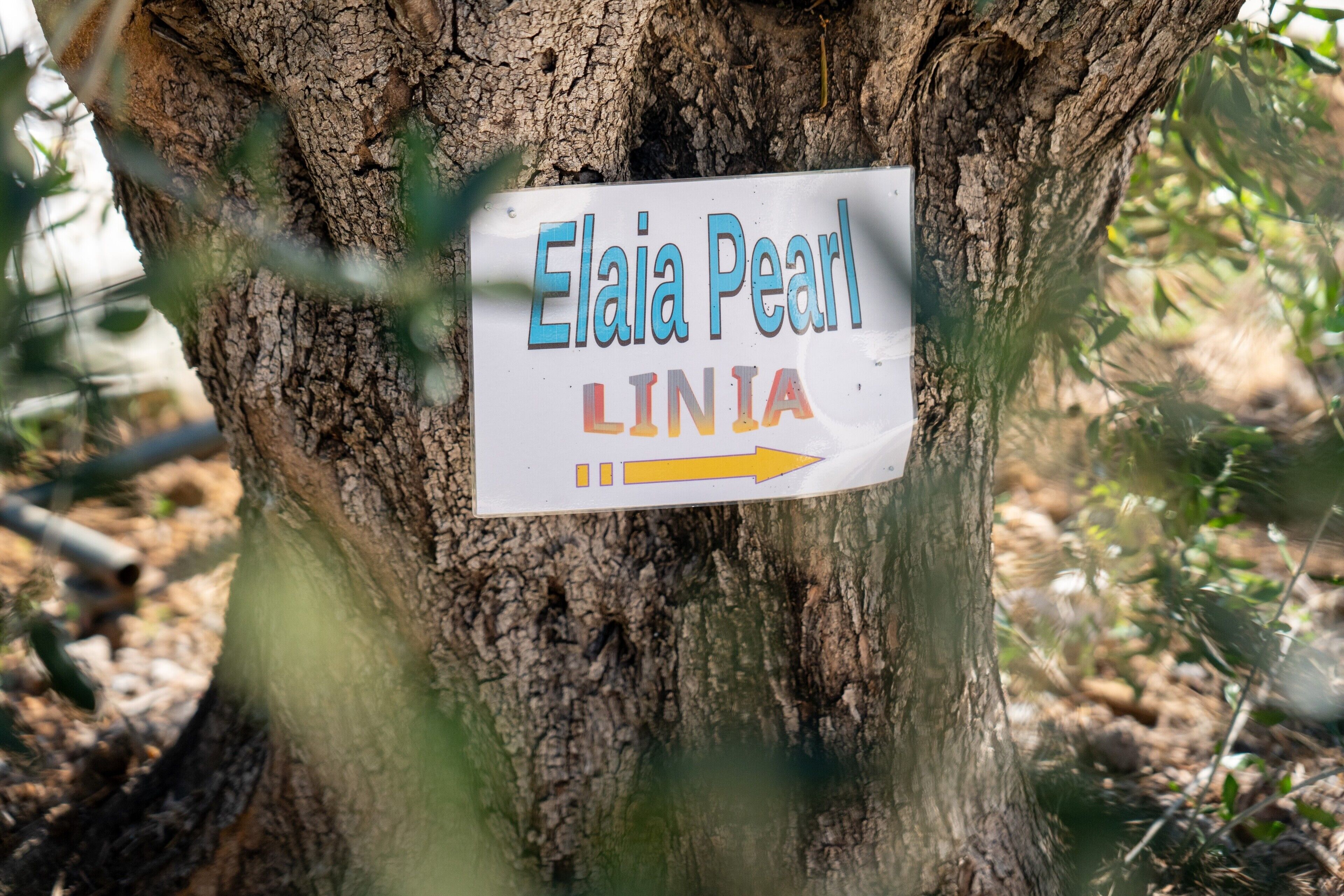 Une pancarte fixée sur le tronc d’un arbre, portant l’inscription « Elaia Pearl LINIA » et une flèche pointant vers la droite.