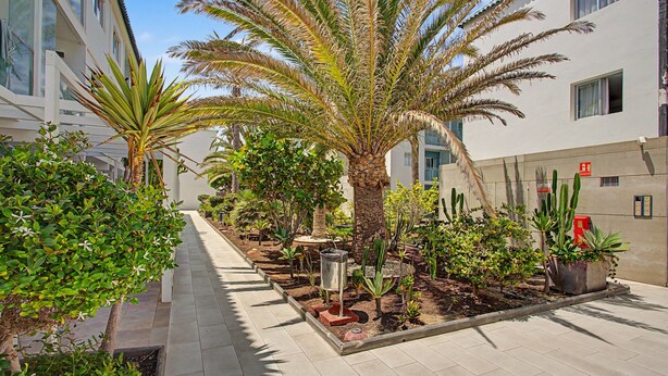 A courtyard with a palm tree, potted plants, and a pathway. - B-Rent Bristol Beach Surf & Fun – Your Perfect Fuerteventura Getaway (Corralejo)
