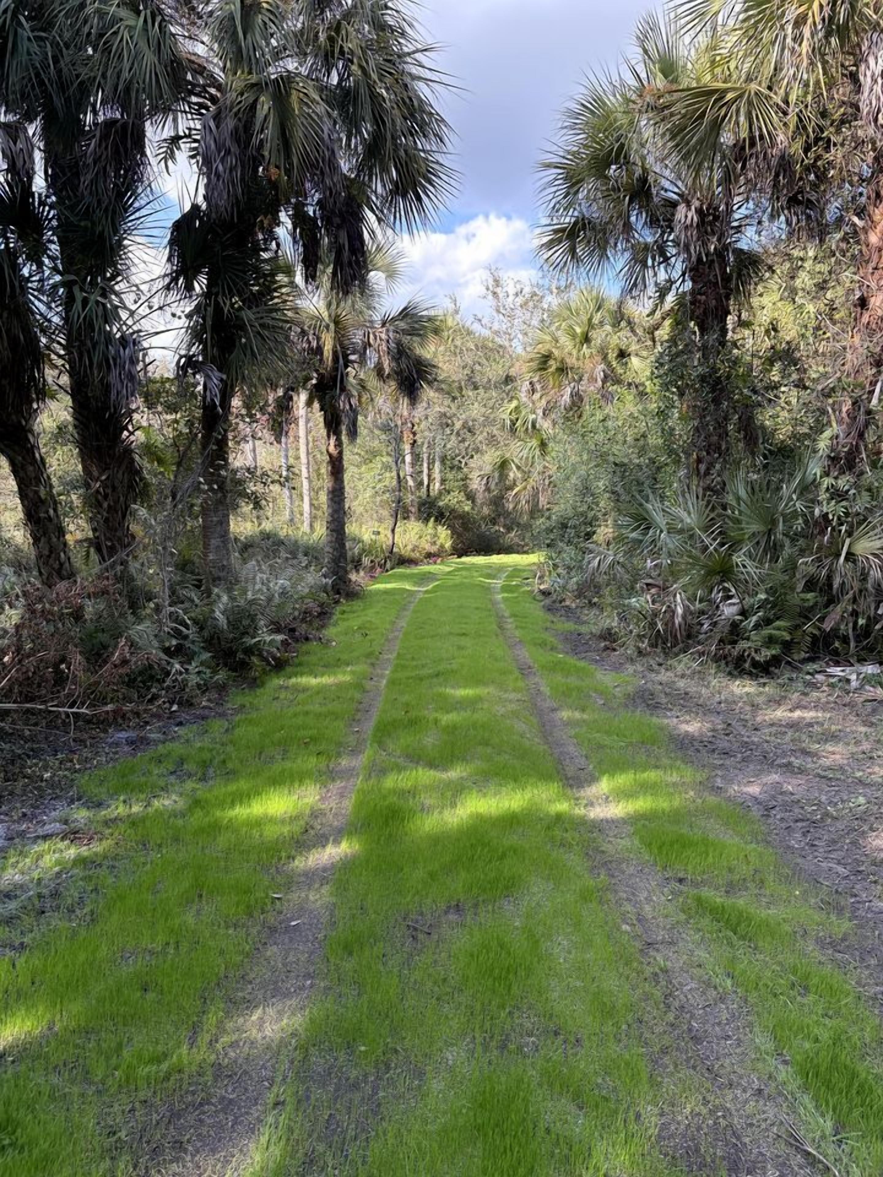 Un sendero bordeado de palmeras y vegetación exuberante, que conduce a un entorno natural.