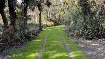 Un sendero bordeado de palmeras y vegetación exuberante, que conduce a un entorno natural.