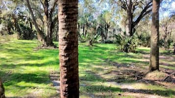 A natural outdoor area with trees and grass.