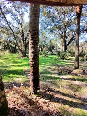 A natural outdoor area with trees and grass.