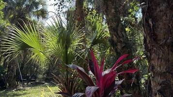 Een tropische tuin met palmbomen en diverse planten.