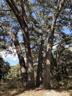 Un bosque denso con árboles altos y un cielo despejado.
