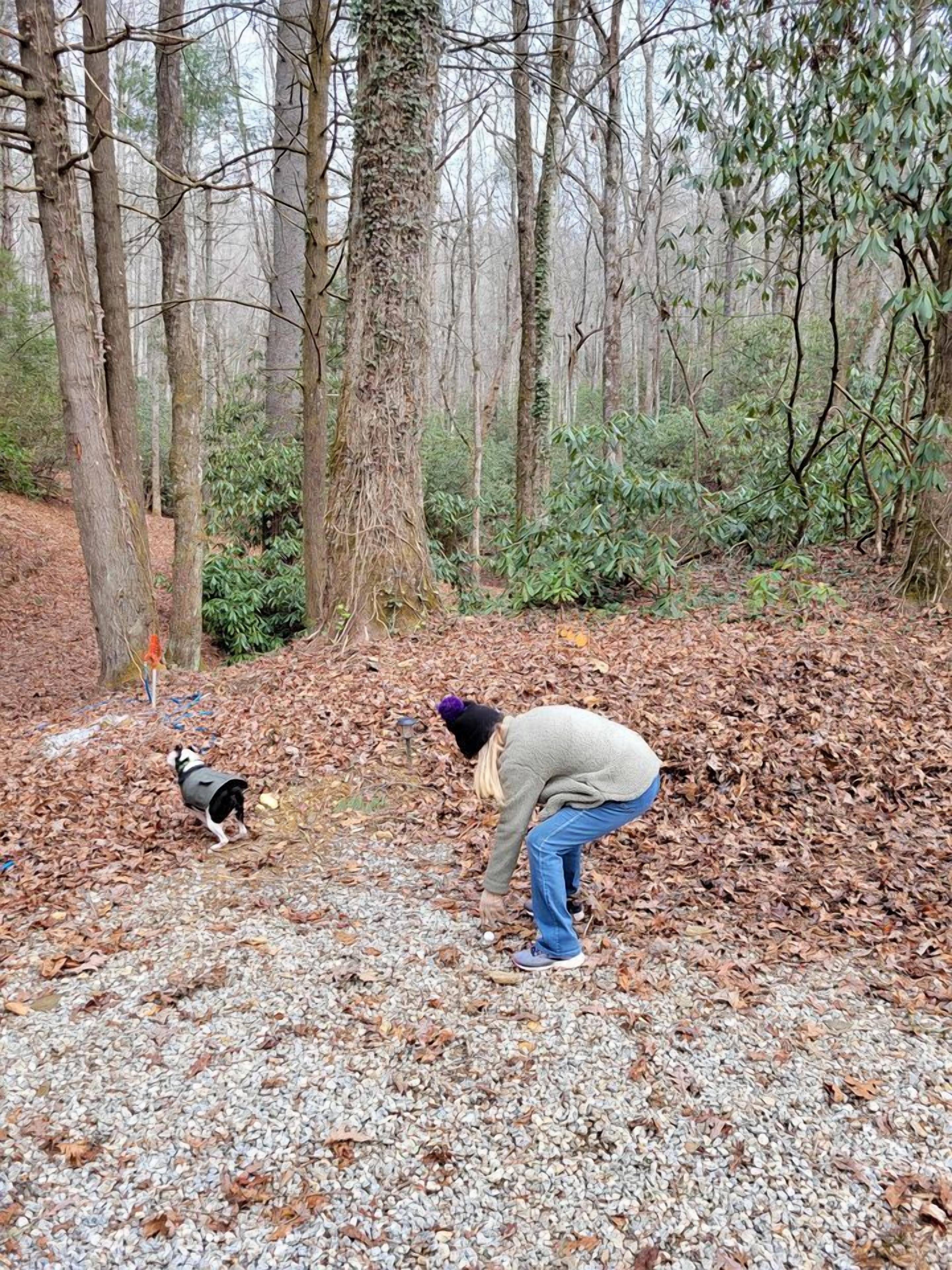 Un área boscosa con árboles, grava y un perro.