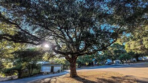 A large tree in a residential area with houses in the background. - Vintage Airstream Stay Beneath Oaks & Starry Skies in Pauma Valley, California (Pauma Valley)