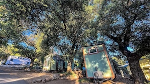 A row of RVs parked under trees, with a clear sky above.