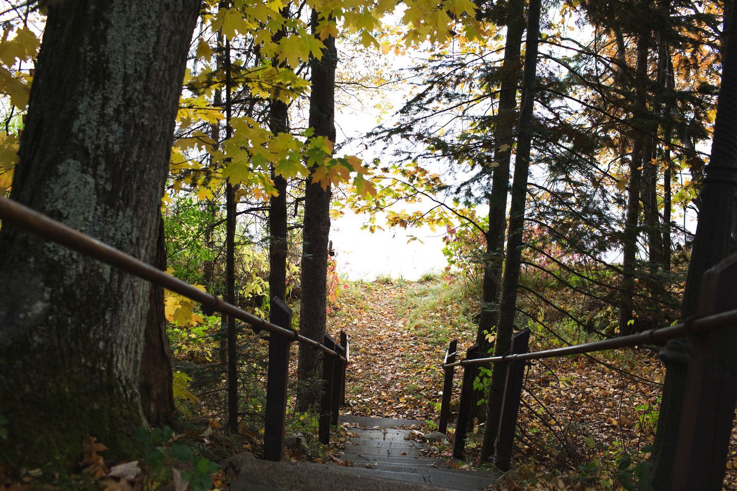 A wooden staircase in a forest with trees and fallen leaves.