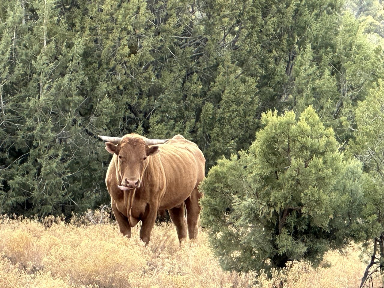 Un toro en un entorno natural con árboles y hierba seca.
