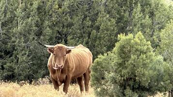 Un toro en un entorno natural con árboles y hierba seca.